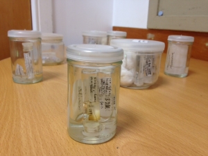 The World Museum Liverpool pseudoscorpion collection.  C Bell