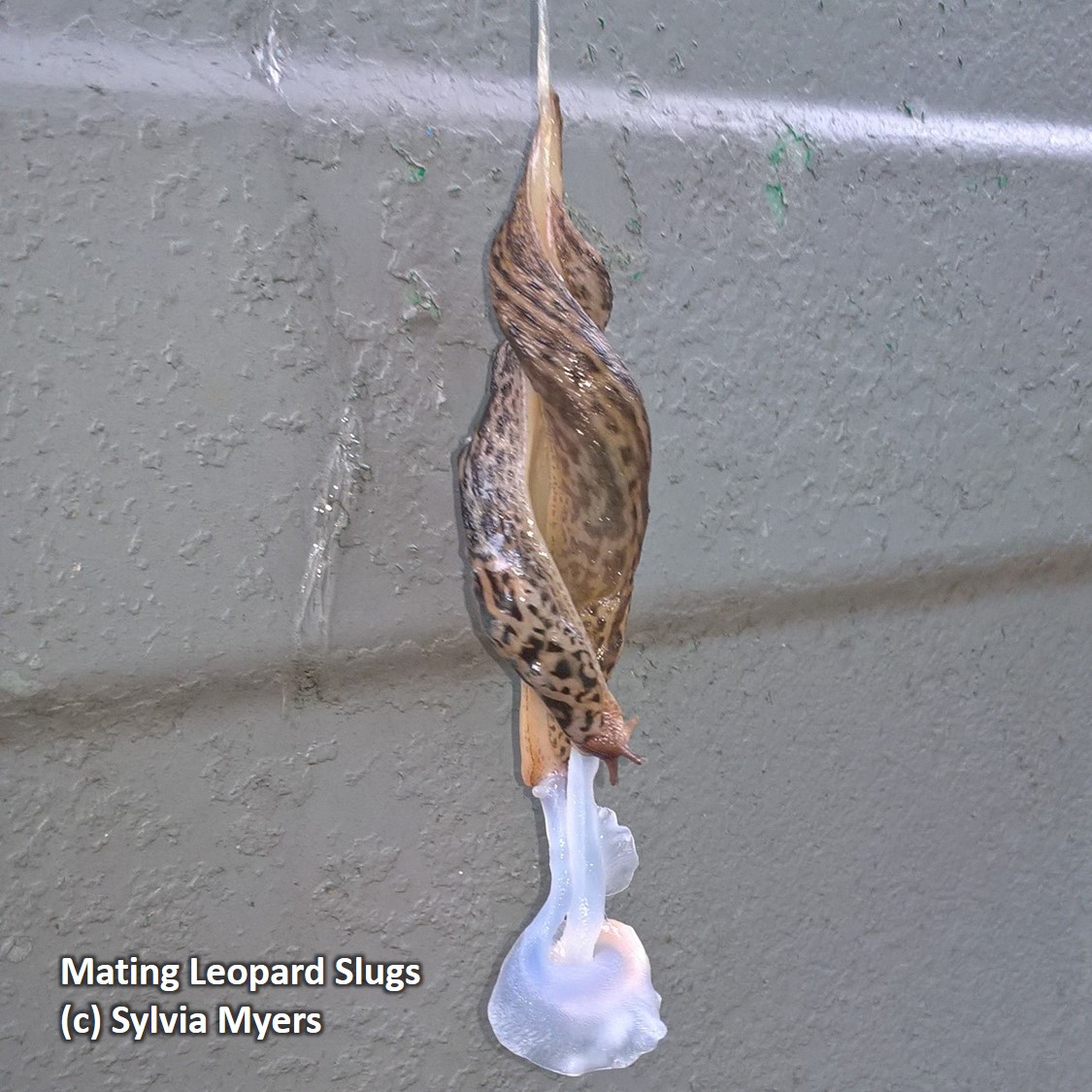 Mating Leopard Slugs (c) Sylvia Myers