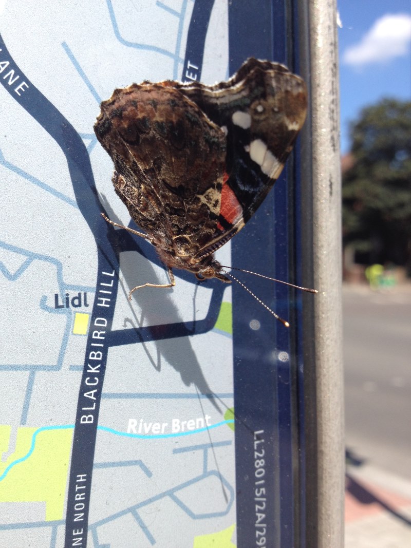 London Red Admiral by Leslie Williams