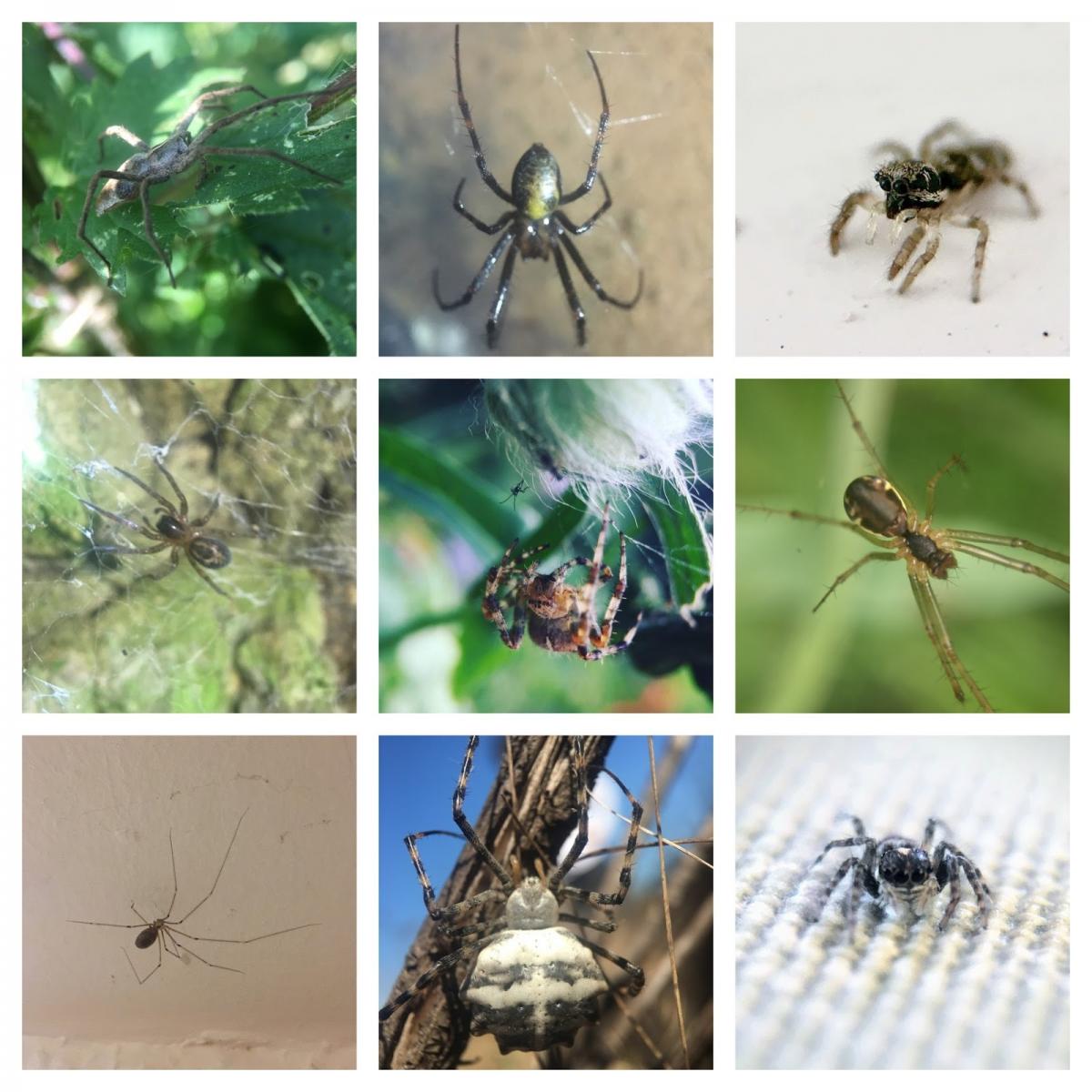 Some of the spiders I have found since the Tomorrow’s Invertebrate Recorders course. From left to right starting with the top row: Nursery web spider (Pisaura mirabilis), cave spider (Meta menardi), common zebra jumping spider (Salticus scenicus), lace-weaver spider (Amaurobius similis), garden spider (Araneus diadematus), sheet web spider (Linyphia triangularis), daddy long legs spider (Pholcus phalangioides), Lobed Argiope (Argiope lobata) in Portugal and a jumping spider (family: Salticidae) in portugal with the most incredible palps!
