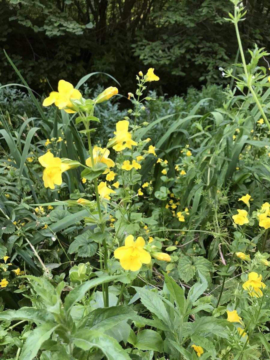 Monkey Flower - Russell Biggs