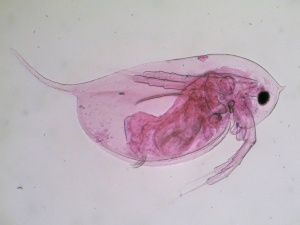 Male Daphnia ambigua spine. Males are rare, mainly recognisable by larger spines and different head shape.  Photo: A Chalkley