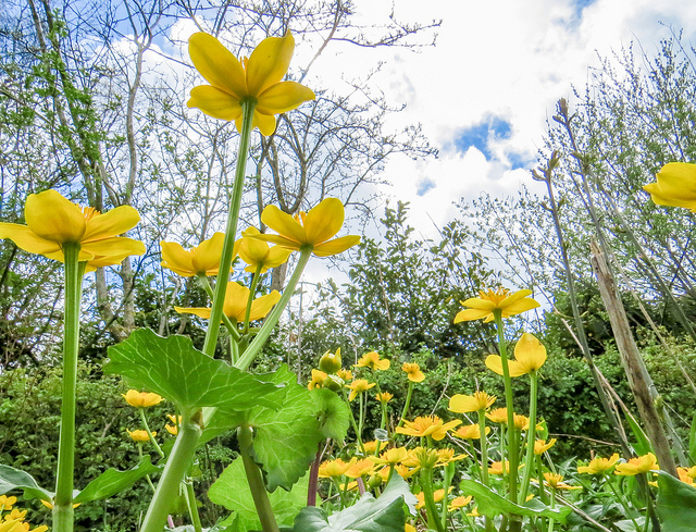 Marsh marigold (Caltha palustris).  Photo: Rich Burkmar