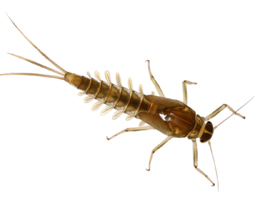 Mayfly Larvae ZSL