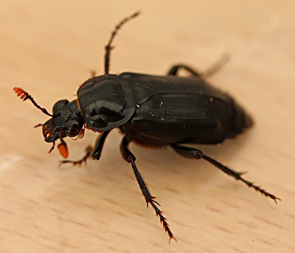 Nicrophorus humator Nick Goodrum