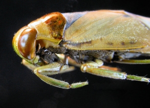 backswimmer Notonecta viridis (they swim upside down but fly the right way up!) Photo: A Chalkley