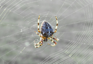Garden spider (Araneus diadematus) - one of the orb weavers  (Photo: R Burkmar)