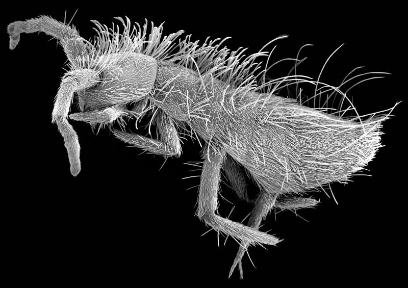 Orchesella villosa under the SEM. Credit: Thom Dallimore/Edge Hill University