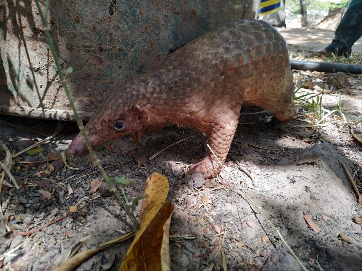Pangolin Lucy Archer 