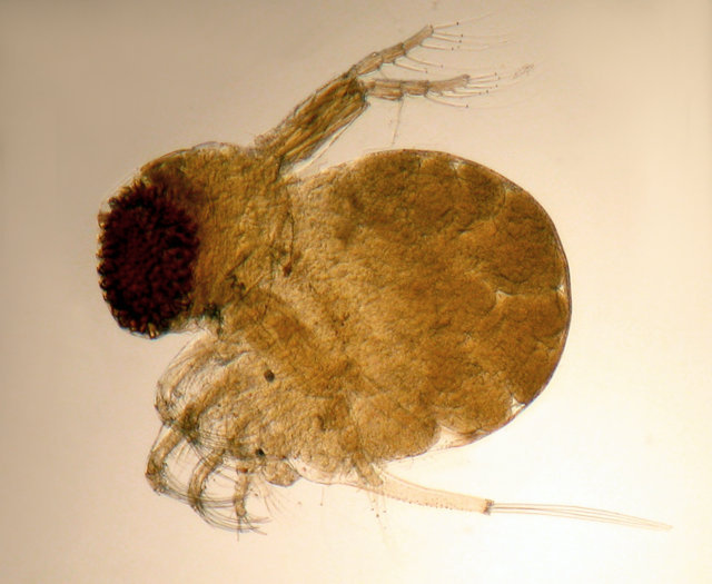Polyphemus pediculus Giant Eyed Predatory Water Flea.  Photo: A Chalkley