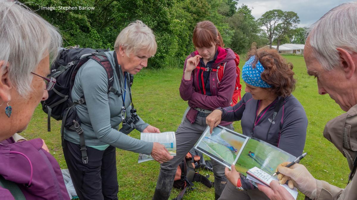 Dragonfly Recording