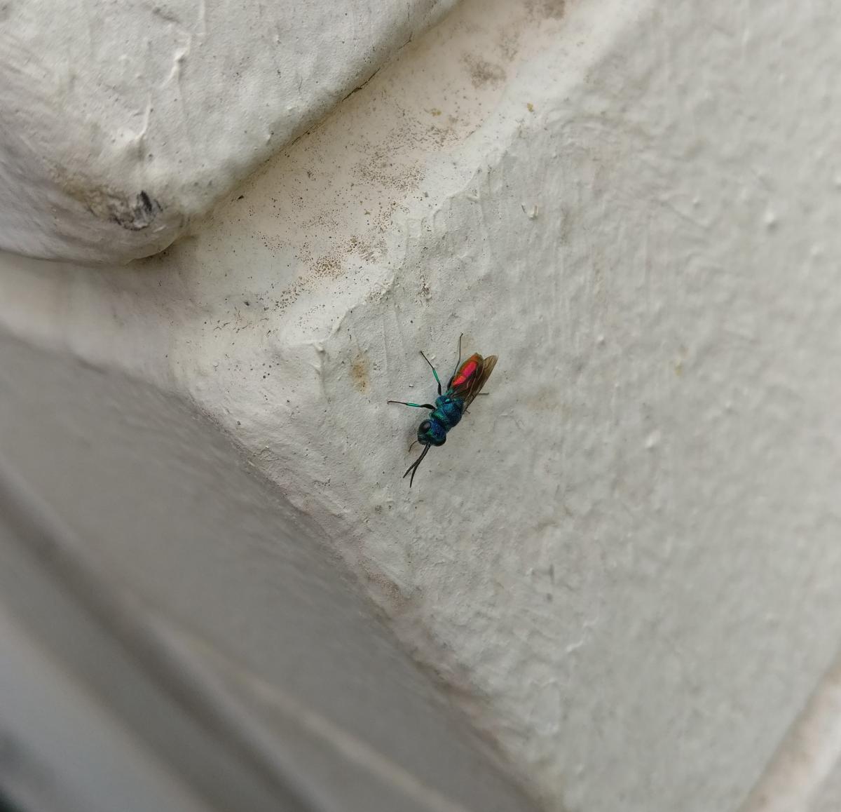 Ruby tailed wasp