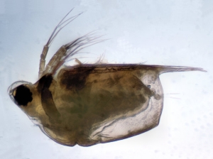 Scapholeberis mucronata.  An unusual species which swims upside down under the surface film grazing on food particles blown onto the surface. Photo: A Chalkley