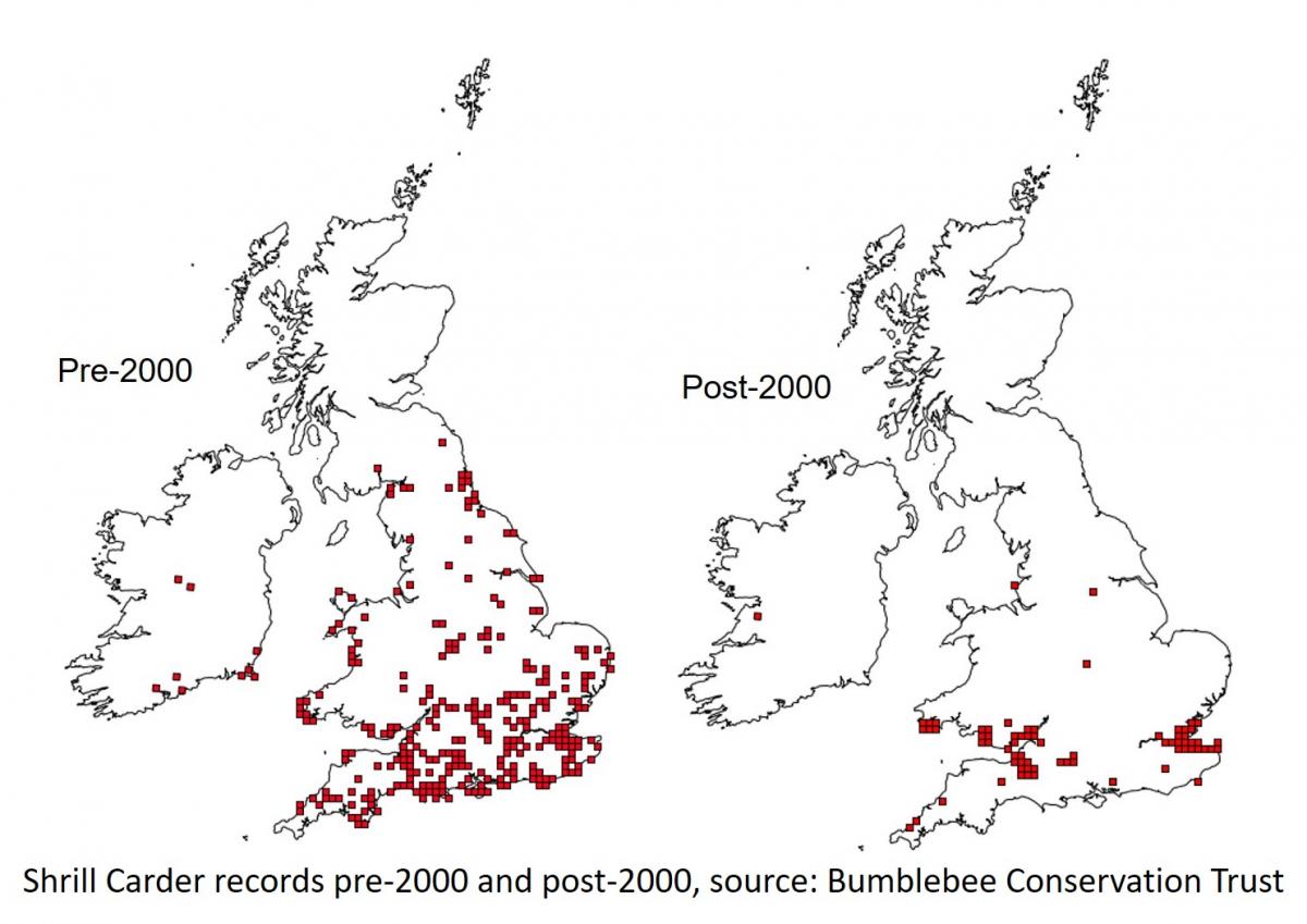 Shrill Carder Bee distribution