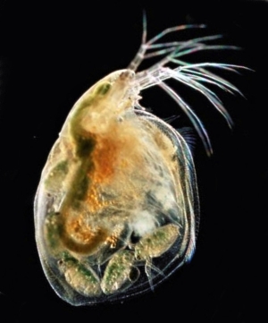 Scapholeberis mucronata.  An unusual species which swims upside down under the surface film grazing on food particles blown onto the surface. Photo: A Chalkley