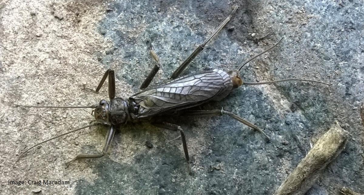 Stonefly by Craig Macadam