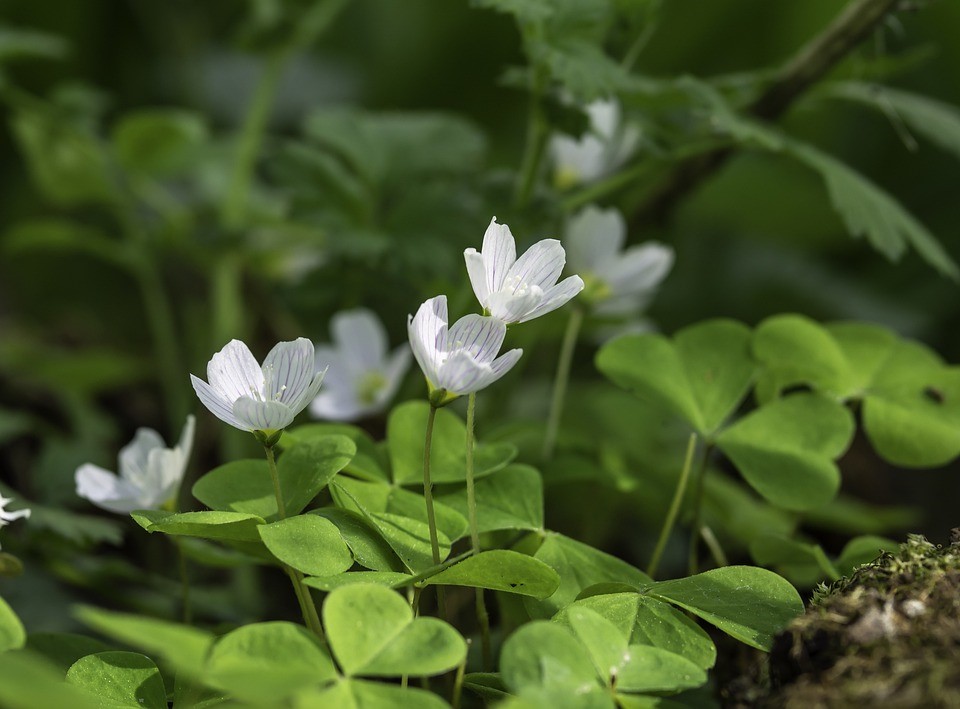 flower