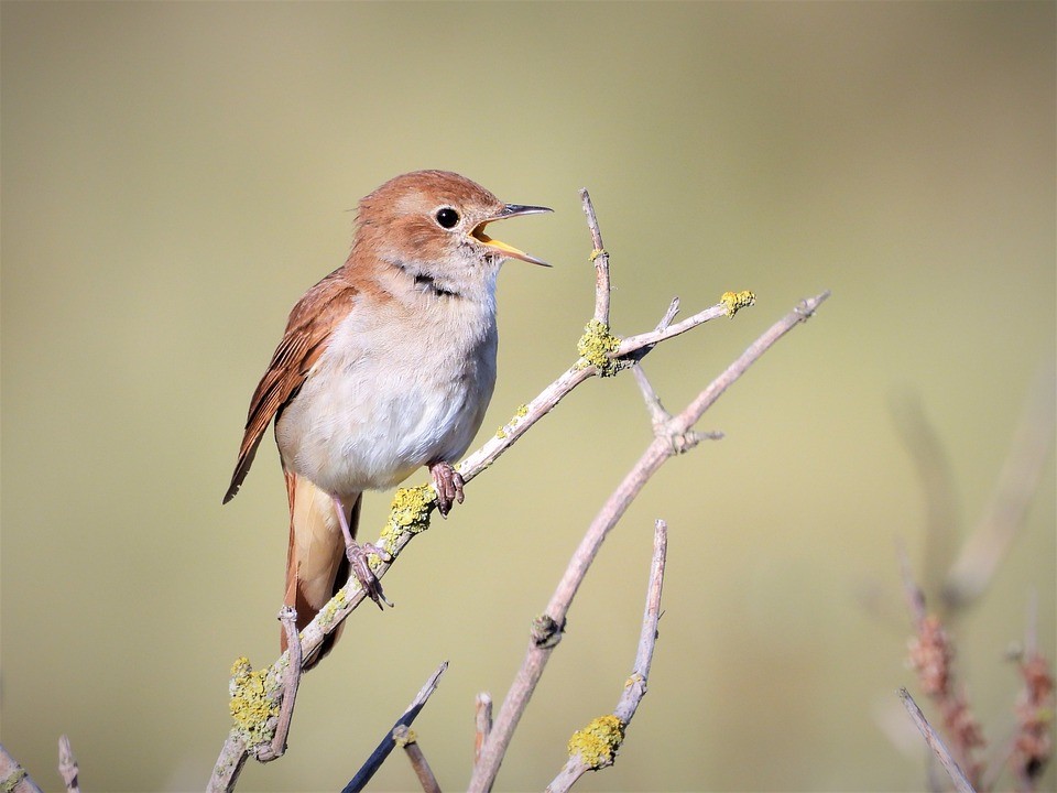 bird