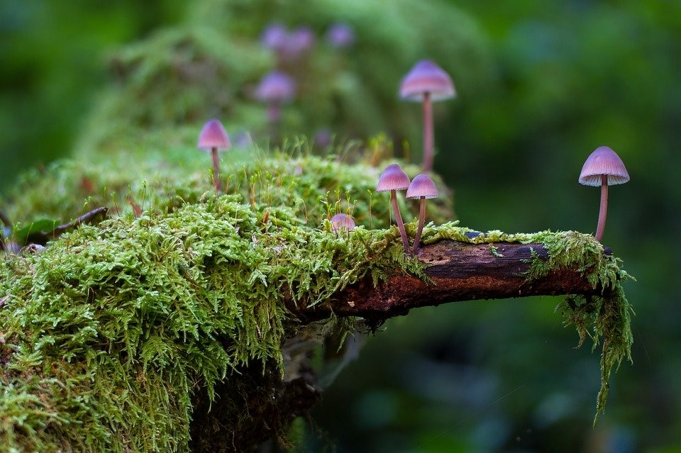 fungi