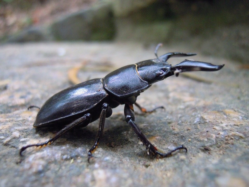stag beetle