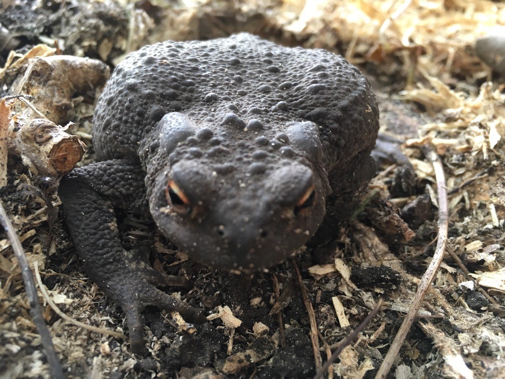 Toad