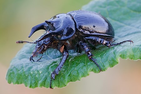 Typhaeus typhoeus Stephen Barlow