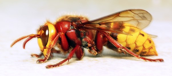Vespa crabro Martin Cooper
