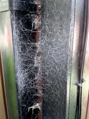 Lace Weaver (Amaurobius) web (Photo: C Bell)