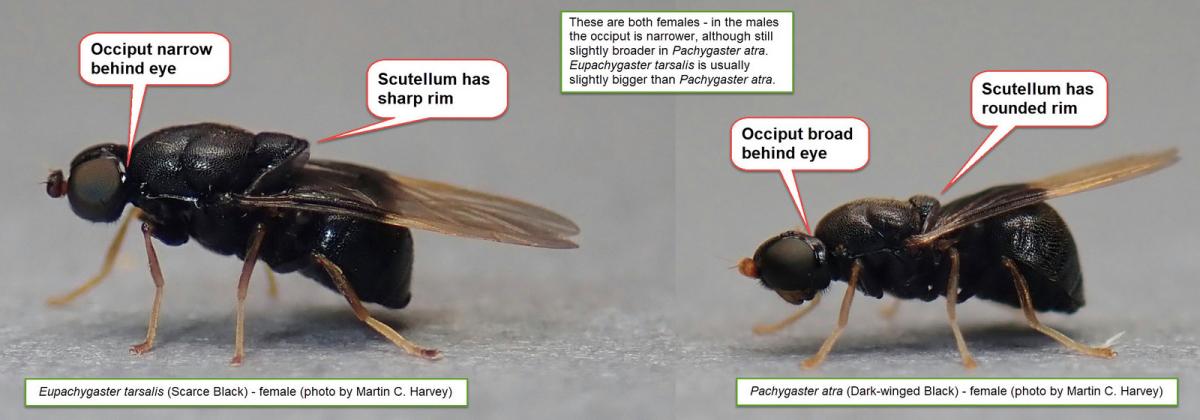 Comparison of female Eupachygaster tarsalis and Pchygaster atra (by Martin Harvey)