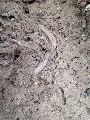Atypus affinis purse-web.  C Bell