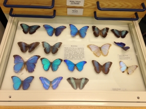 An engaging butterfly collection at World Museum Liverpool. C Bell