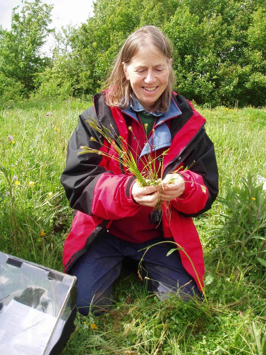 Identifying Grasses