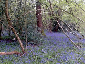 Bluebells in Shropshire