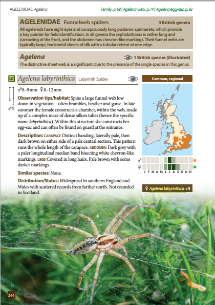 Britain's Spiders - Agelenidae