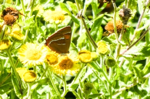 Brown hairstreak on fleabane.  R Burkmar