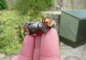 Buff Tip.  Photo: C Bell