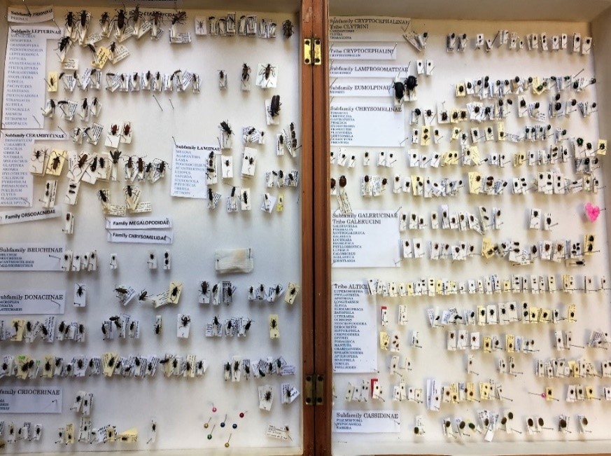 Caroline Uff’s (tutor of various BioLinks beetle courses) beetle collection