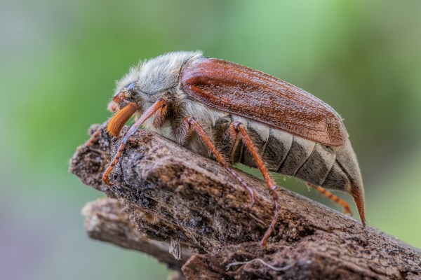 Cockchafer by Stephen Barlow