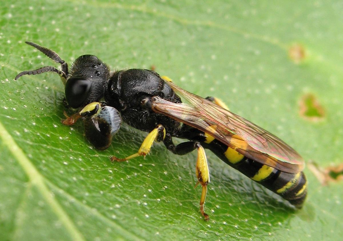Wasps, such as Crabro peltarius, will be a focus species group of the FSC BioLinks project (c) N Jones