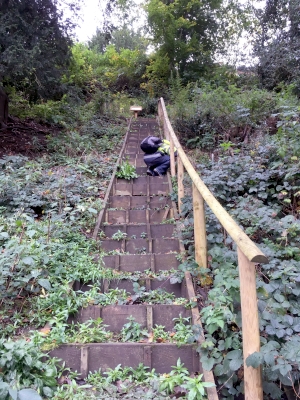 Darwin's Garden
