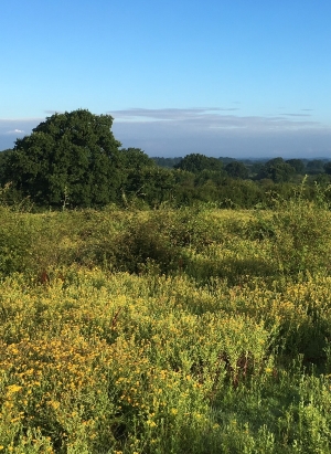 Meadows of fleabane