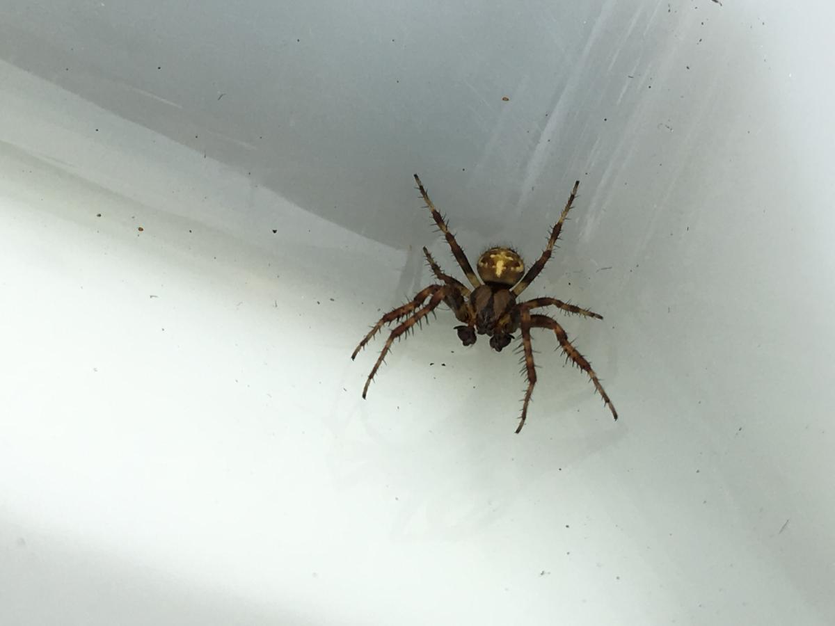 Four spot orb weaver