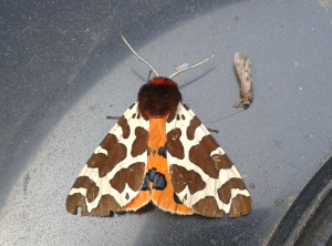 Garden tiger moth.  Photo: C Bell