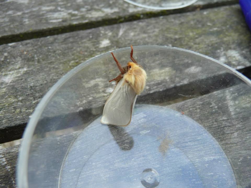 Ghost moth.  Photo: C Bell