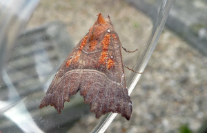 Herald moth.  Photo: C Bell