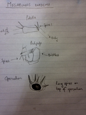 My notes on harvestmen features.  C Bell