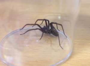 House spider Tegenaria sp. C Bell House spider Tegenaria sp. C Bell