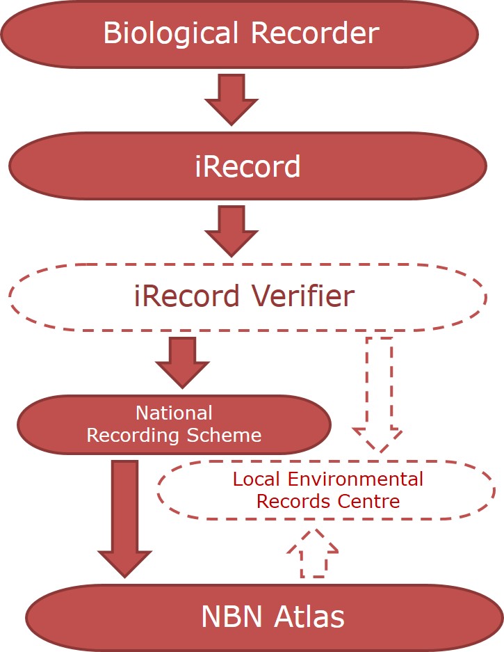 iRecord data flow