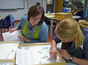 Curating collections.  Photo: K Brown