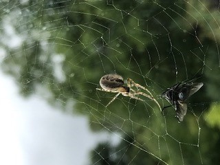 Orb weaver eating a fly. Lesley Lancaster